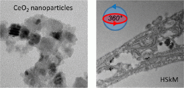 Elucidating modes of interaction of redox-active nanomaterials with biological systems exposed to microgravity