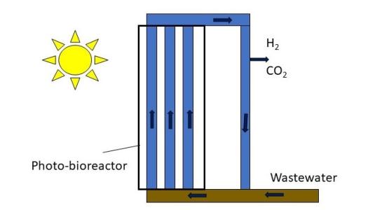 Purple-B - Hydrogen production from immobilized cells in photo-bioreactors