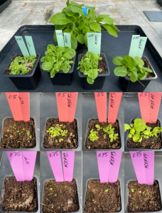 Environment resilient plants for space exploration