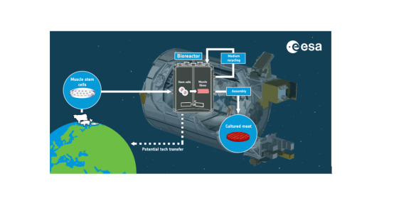 BioCeMe: Cellular Agriculture in Space 