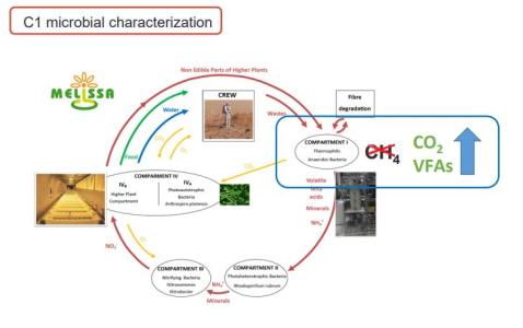 Metabolic Characterisation of the MELiSSA Waste Compartment. Phase 1.